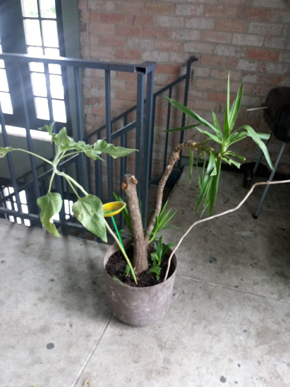Potted indoor/outdoor plant