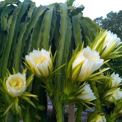 Healthy Dragon Fruit Plants And Cuttings 