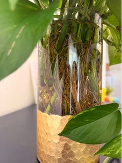 Healthy Rooted Pothos Cuttings