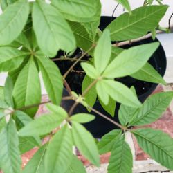 Vitex Plant  ( Chaste Tree)