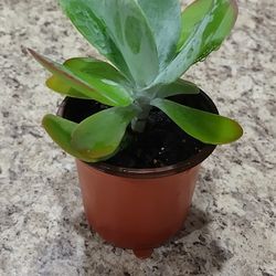 Kalanchoe Succulents 