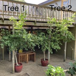 Large Live Gorgeous Ficus Trees