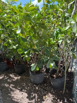 Clusias 7 galones 4-5 ft