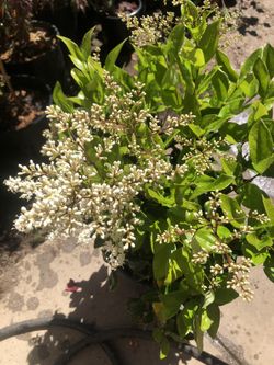 Blooming Privet Landscaping Shrub . Fragrant Flowers .
