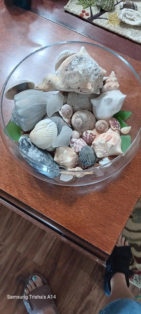 Seashells