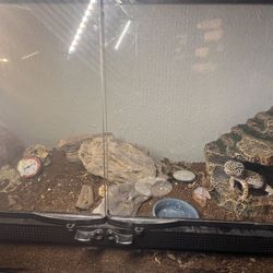 Leopard Gecko + Setup