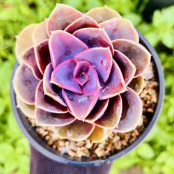 |Echeveria| 'Perle von Nurnberg' |5" Pot| Elegant Rosette |Pastel Shades| Easy Care| Drought Tolerant| Indoor/Outdoor Plant 🪴|