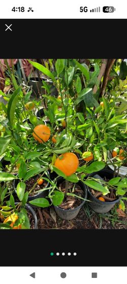 Mandarina ( Tangerine Tree )