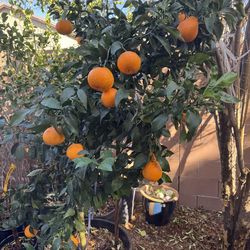 Sumo Mandarin Tree with fruits