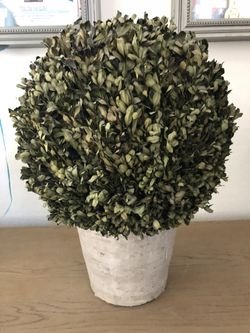 Restoration hardware Preserved boxwood globe