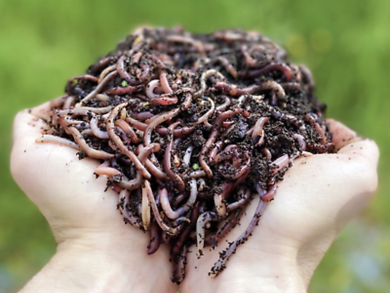 OVER 1,000 Red Wiggler Composting Worms—Start Your Own Worm Farm Today! Produce BLACK GOLD By Vermicomposting Inside Or Outside Of Your Home Earn $$