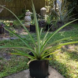 Pineapple Plant