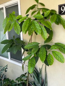 Avocado tree
