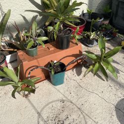 Basket Plant (Ready To Exchange )