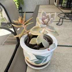 Small Plant 🌱 Succulent 