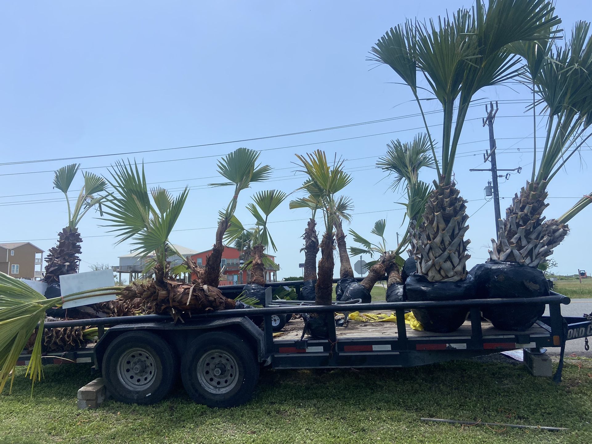 PALM Trees