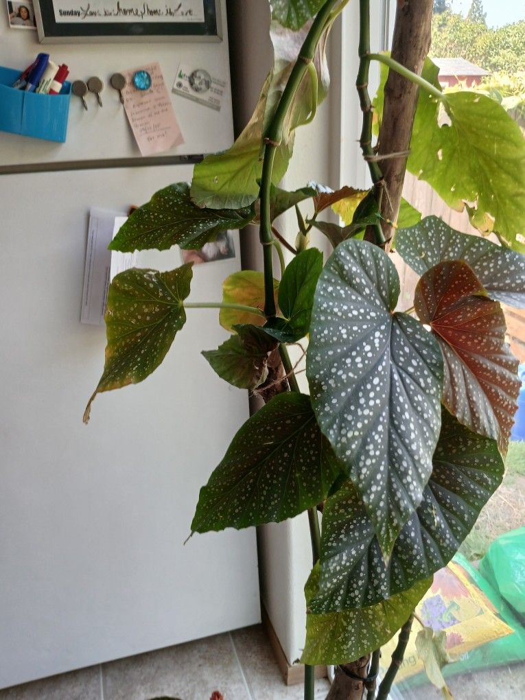 Nice And Healthy Interior Plant.