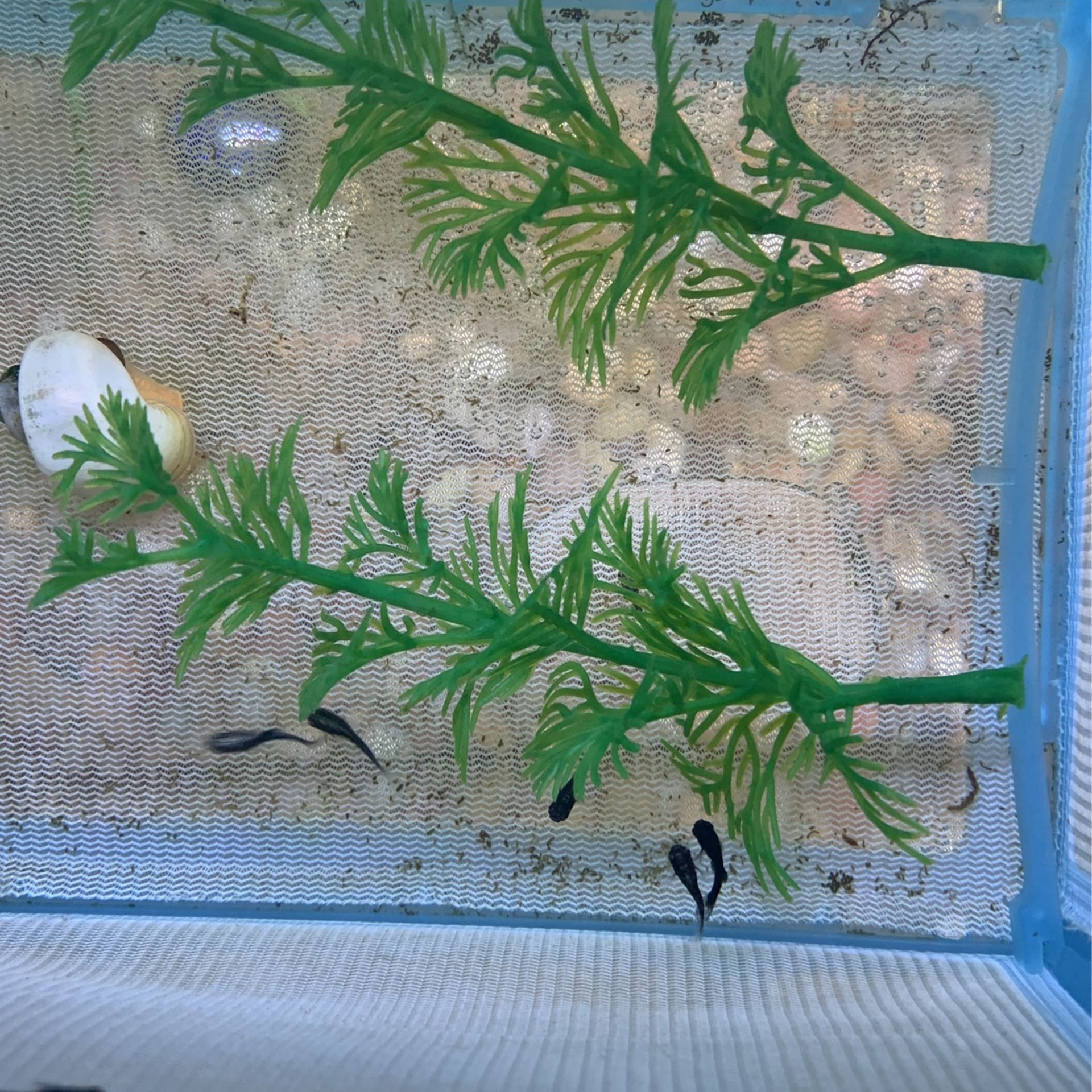 Dalmatian Molly Fish Babies, Sunburst Molly Fish Babies