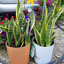 SNAKE PLANTS AND SUCCULENTS (HELPS CLEAR THE AIR / BREATHING) 