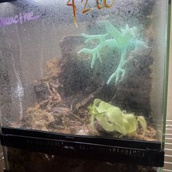 12X12X12 Bioactive setups with cave system  