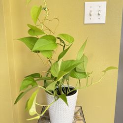 Live Indoor Lemon Lime Philodendron Photos House Plant