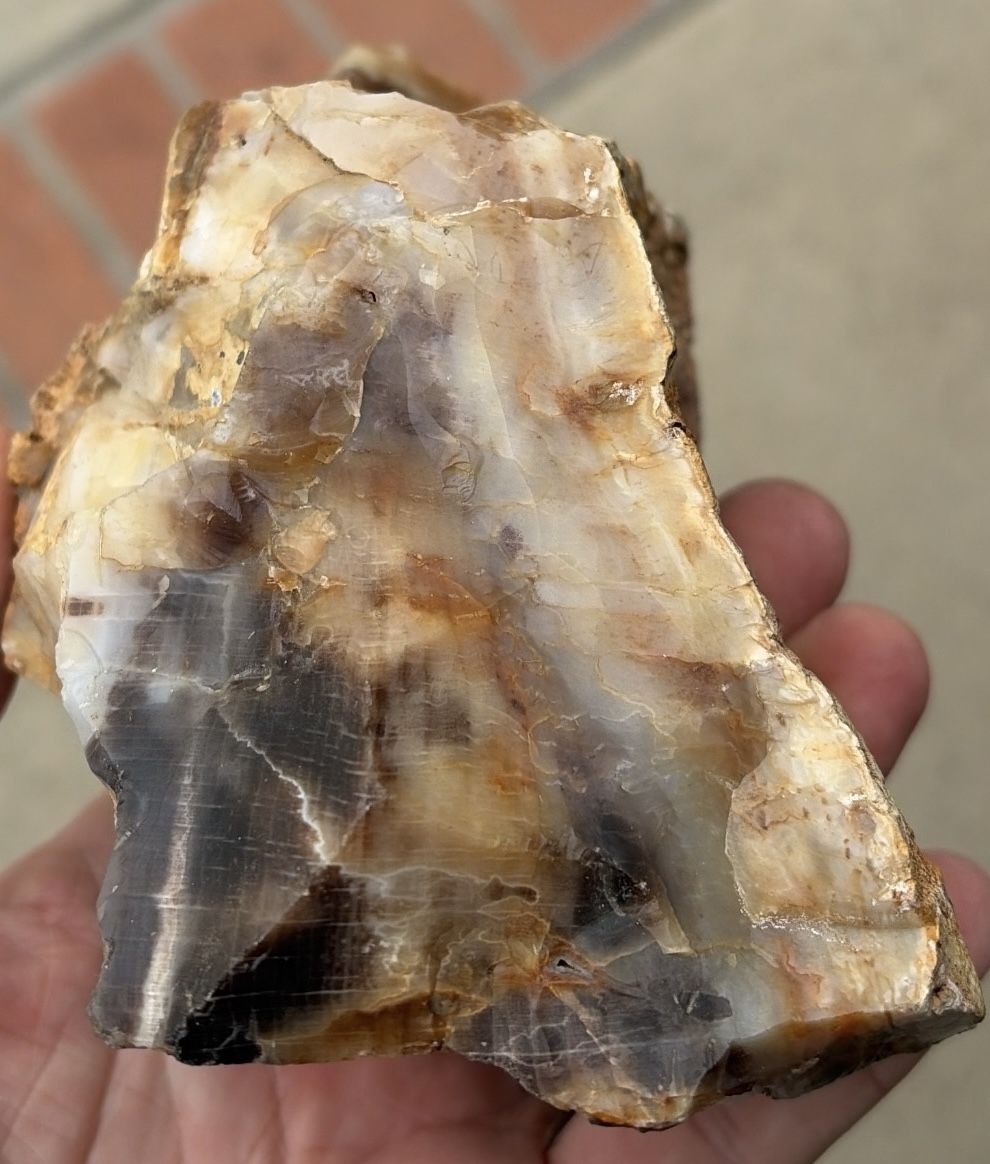 PETRIFIED WOOD PREHISTORIC POLISHED FOSSILIZED WOOD!! LOOKππ»
