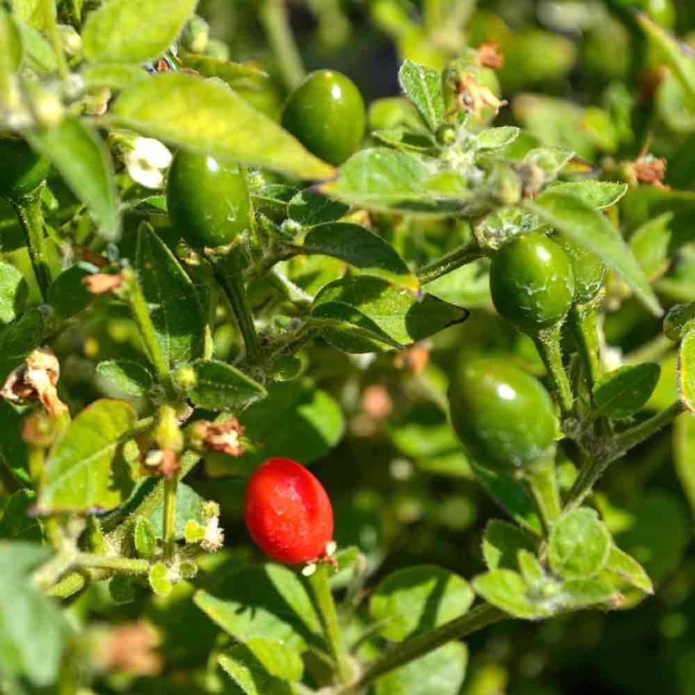 Chiltepin Tepin Chile Pequin Seeds Planting Ornaments Perennial Garden - plantas de chile Chiltepin Pepper - Mother of All Peppers Looking more like