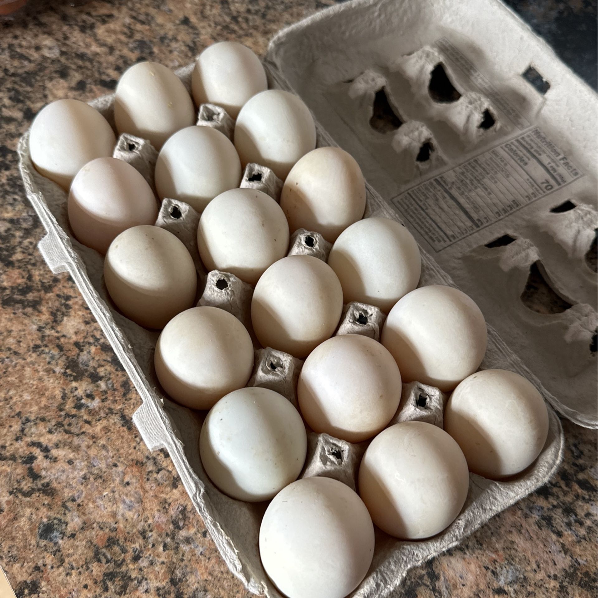 Duck Eggs 🍳 