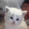 sam 