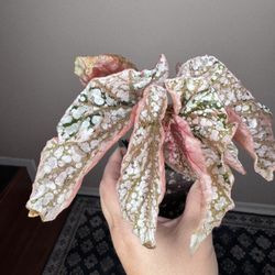 Begonia snow capped variegated live plant