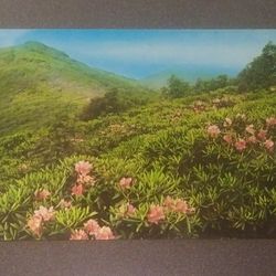 Panoramic Mountain View Purple Rhododendron Catawbiense Dexter Vintage Collectible Postcard Post Card PC