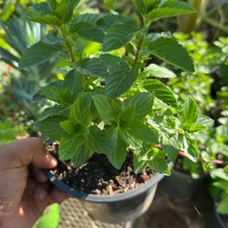 Planta De Menta Mint Plant 