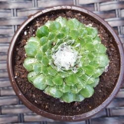 Sempervivum Hens & Chicks Succulent Plant