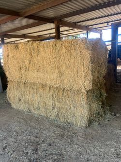 Alfalfa hay