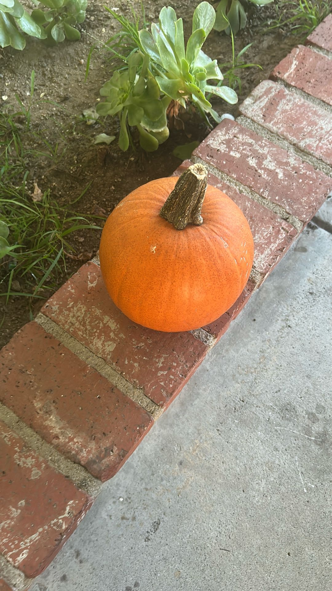 Pumpkin