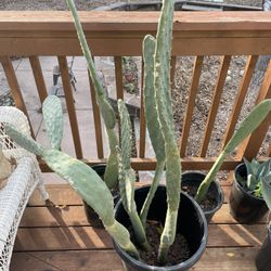 3 Huge Cacti Bundle 