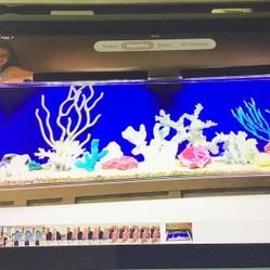 Coral Real And Fake For Sale