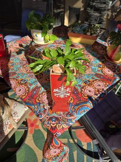 Christmas Cactus In  12in Ceramic Pot 