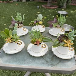 Beautiful coffee cup ☕️ succulent