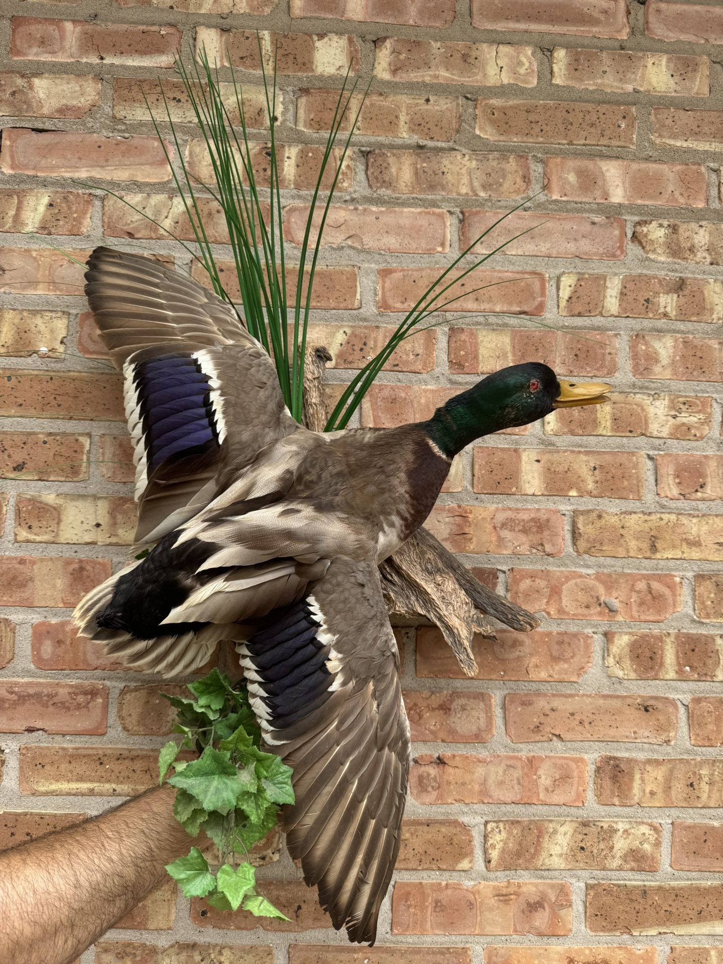 Duck Taxidermy