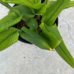 Turmeric Ginger 