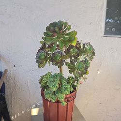 Succulents Arrangement 🌳 