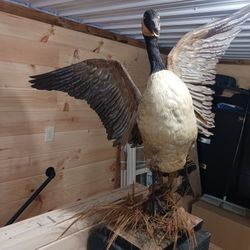 Nice Taxidermy Mount 