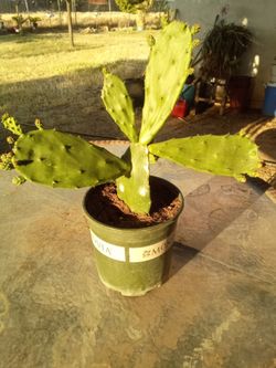 Large Blooming Prickly Pear Cactus in Pot – Rare Variety, Actively Flowering! ¡Gran Cactus Nopal