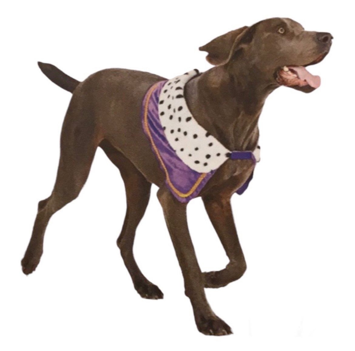 Dog Royal Costume L/XL New