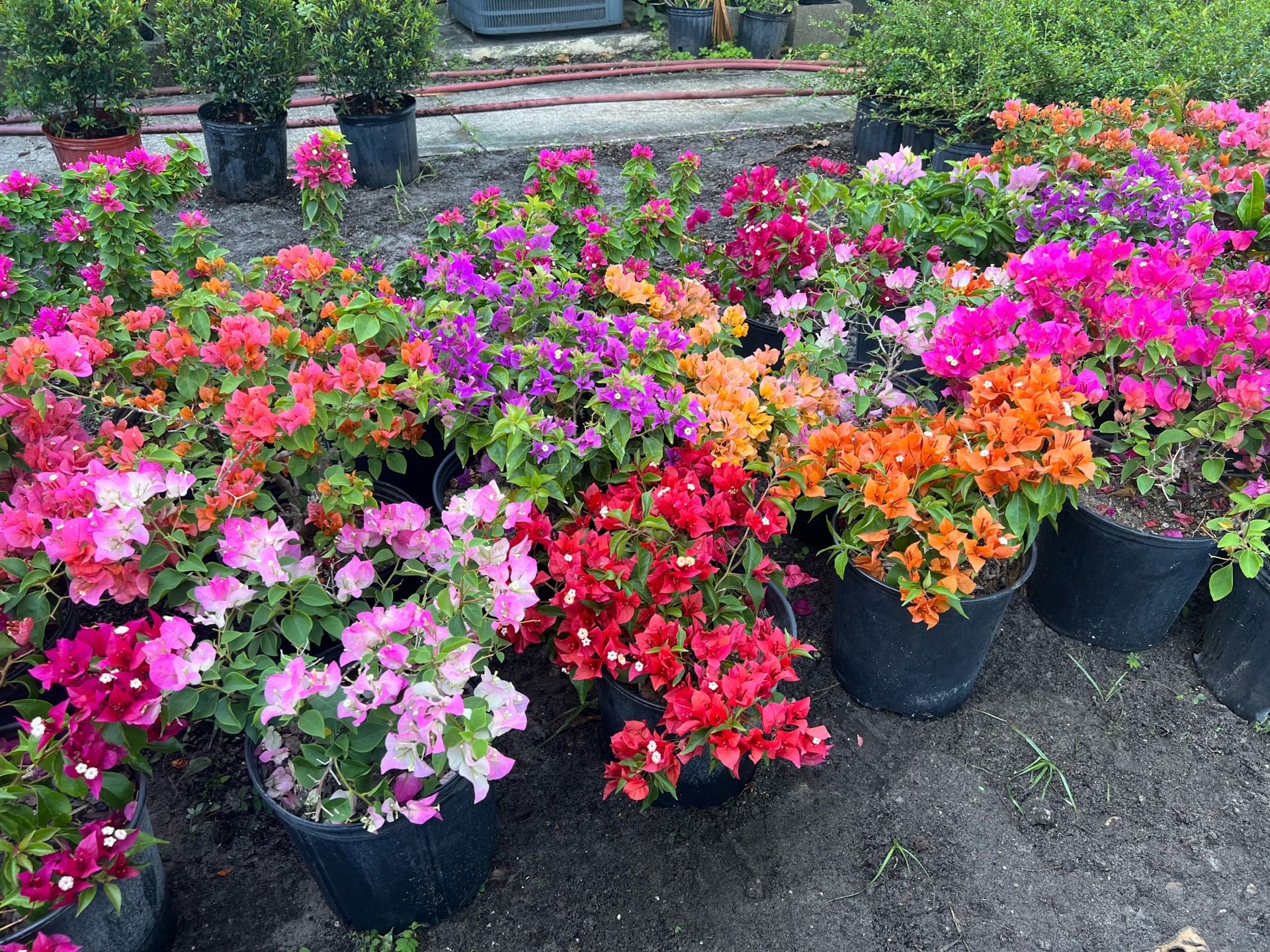 Assorted bougainvilleas in 3 gls pot. SPECIAL PRICE 🤩