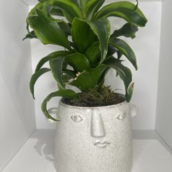 Easy Care Plant in Unique Face Pot