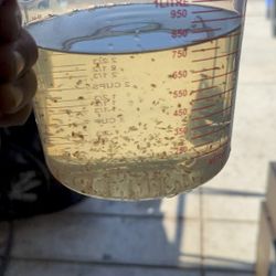 Daphnia Full DIY Starter Kit