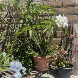 Plumeria