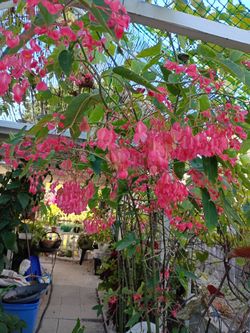 Begonia $7